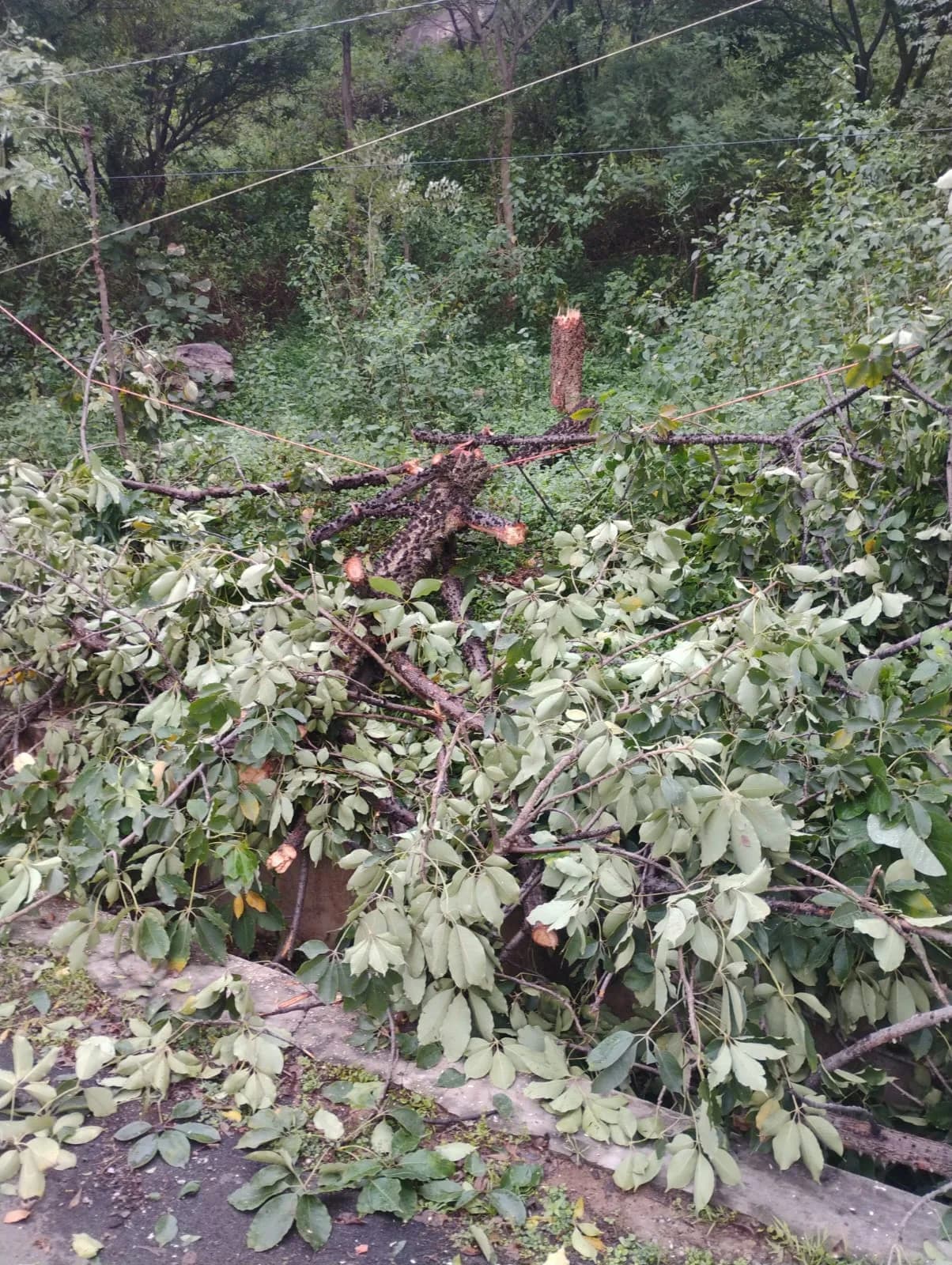 जिलाधिकारी के नाक के नीचे काटा जा रहा है पेड़, सो रहा है प्रशासन