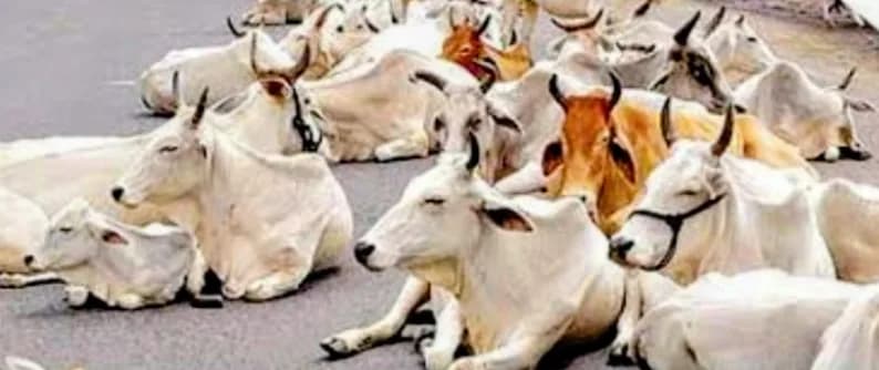 सड़कों पर विचरते गौवंश, हादसों की बड़ी वजह